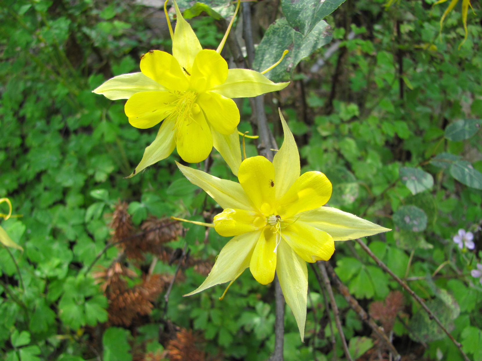 Columbine wildflowers